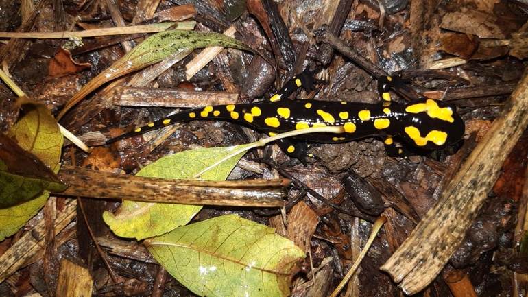 Salamandra infraimmaculata  photographed by רמדאן עיסא 