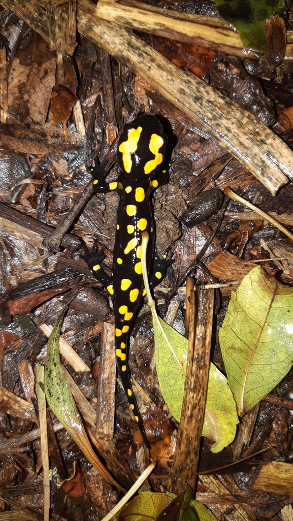 Salamandra infraimmaculata  photographed by רמדאן עיסא 