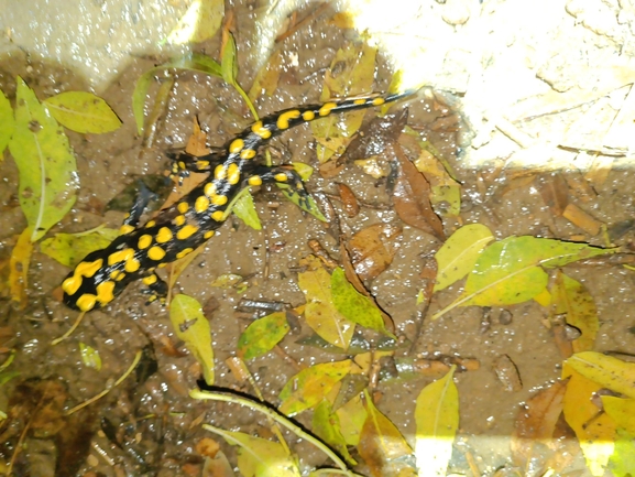 Salamandra infraimmaculata  photographed by רמדאן עיסא 