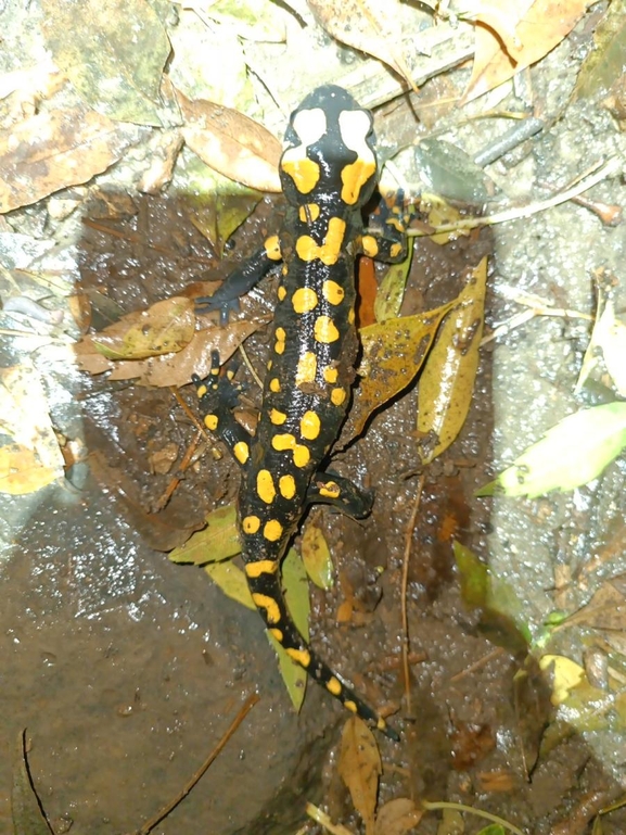 Salamandra infraimmaculata  photographed by רמדאן עיסא 