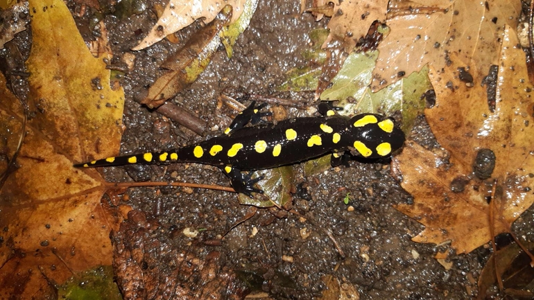 Salamandra infraimmaculata  photographed by רמדאן עיסא 