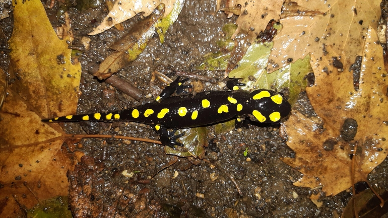 Salamandra infraimmaculata  photographed by רמדאן עיסא 