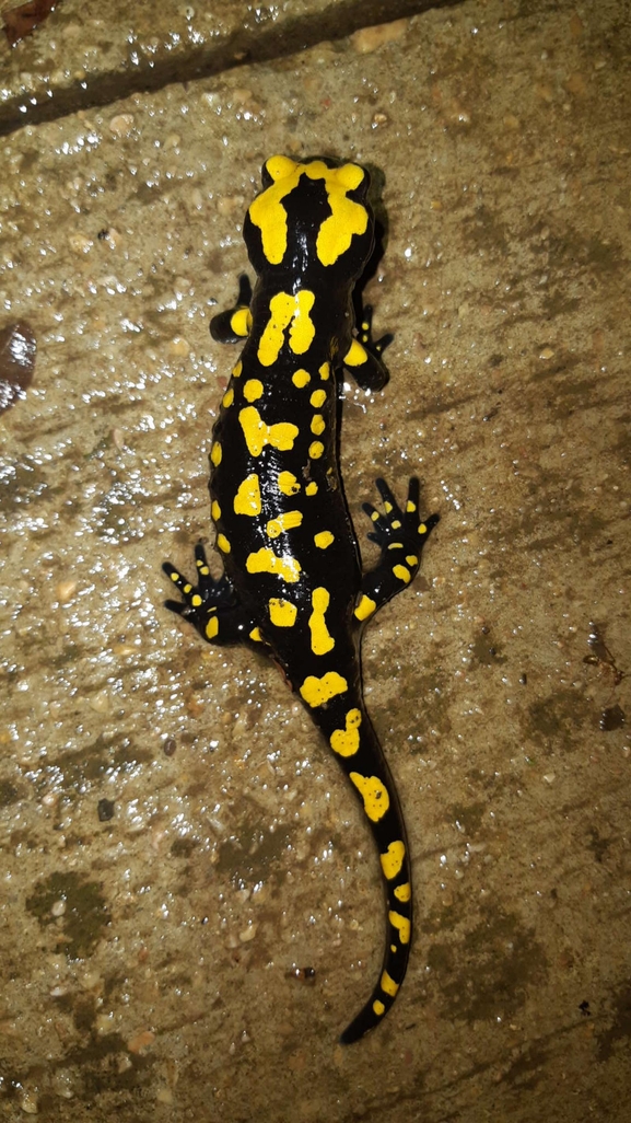 Salamandra infraimmaculata  photographed by רמדאן עיסא 