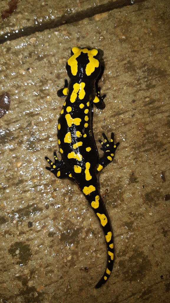 Salamandra infraimmaculata  photographed by רמדאן עיסא 