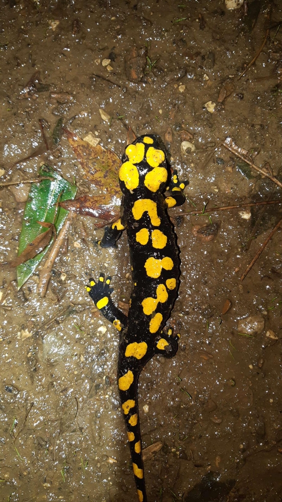 Salamandra infraimmaculata  photographed by רמדאן עיסא 