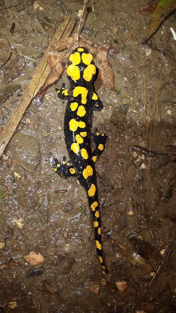 Salamandra infraimmaculata  photographed by רמדאן עיסא 