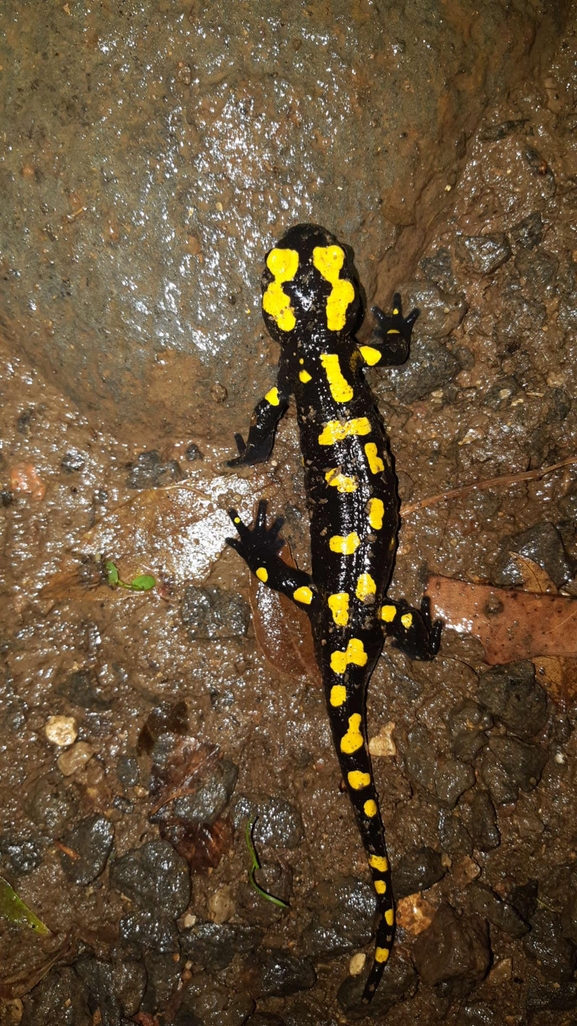 Salamandra infraimmaculata  photographed by רמדאן עיסא 