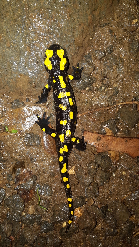 Salamandra infraimmaculata  photographed by רמדאן עיסא 