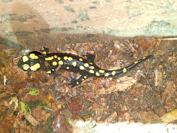 Salamandra infraimmaculata  photographed by רמדאן עיסא 