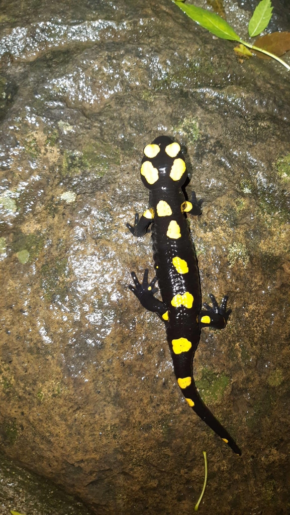 Salamandra infraimmaculata  photographed by רמדאן עיסא 