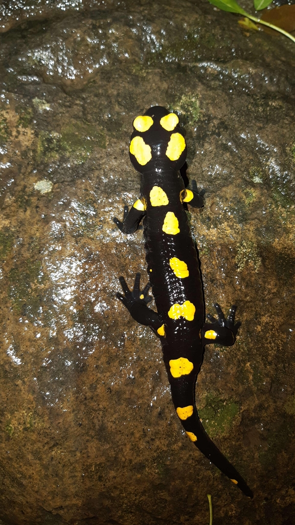 Salamandra infraimmaculata  photographed by רמדאן עיסא 