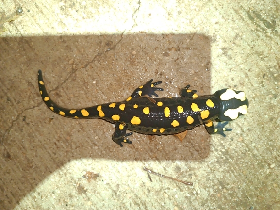 Salamandra infraimmaculata  photographed by רמדאן עיסא 