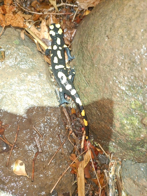 Salamandra infraimmaculata  photographed by רמדאן עיסא 