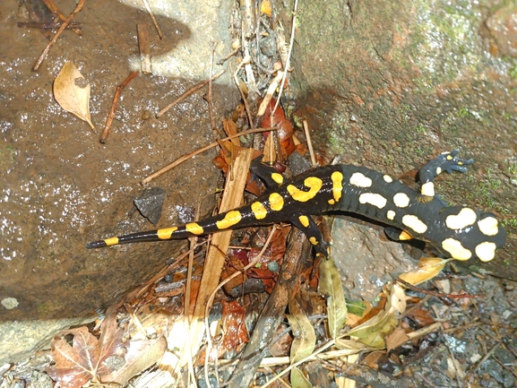 Salamandra infraimmaculata  photographed by רמדאן עיסא 