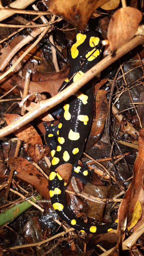 Salamandra infraimmaculata  photographed by רמדאן עיסא 