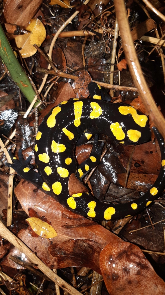 Salamandra infraimmaculata  photographed by רמדאן עיסא 