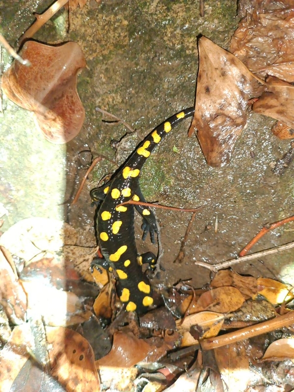 Salamandra infraimmaculata  photographed by רמדאן עיסא 