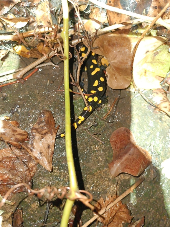 Salamandra infraimmaculata  photographed by רמדאן עיסא 