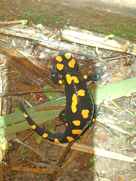 Salamandra infraimmaculata  photographed by רמדאן עיסא 