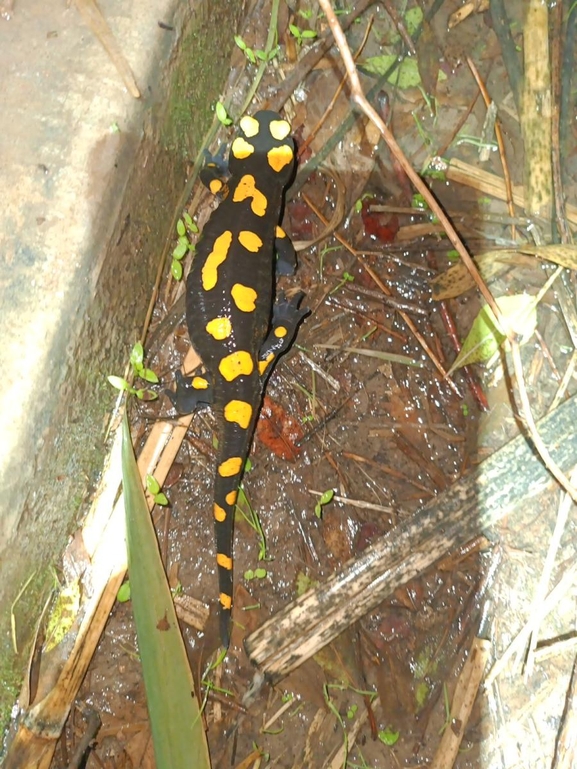 Salamandra infraimmaculata  photographed by רמדאן עיסא 