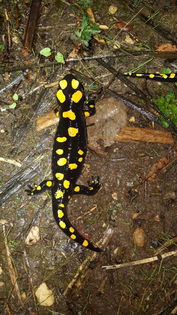 Salamandra infraimmaculata  photographed by רמדאן עיסא 