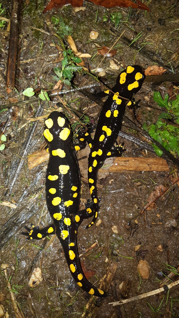 Salamandra infraimmaculata  photographed by רמדאן עיסא 