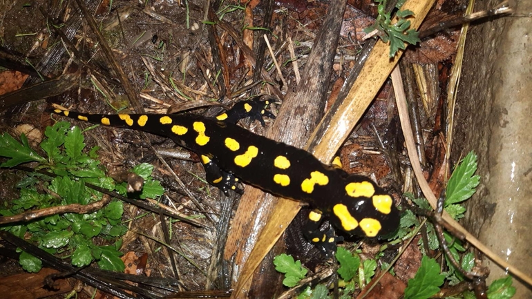 Salamandra infraimmaculata  photographed by רמדאן עיסא 