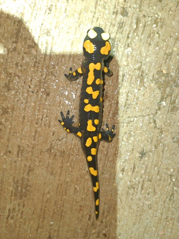 Salamandra infraimmaculata  photographed by רמדאן עיסא 