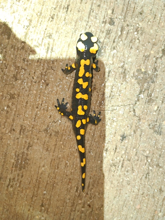 Salamandra infraimmaculata  photographed by רמדאן עיסא 