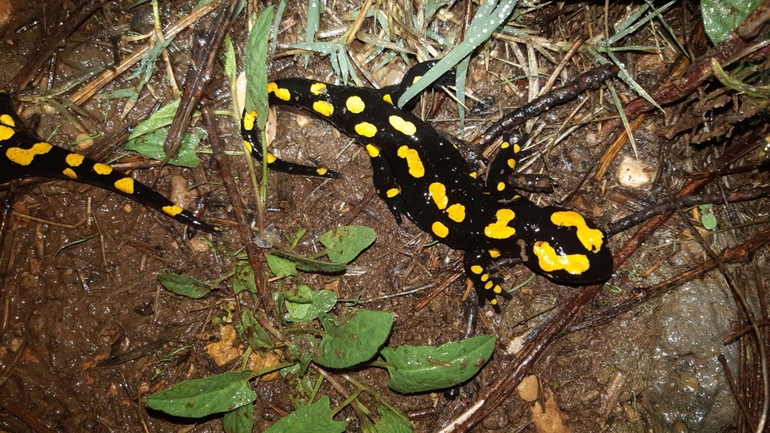 Salamandra infraimmaculata  photographed by רמדאן עיסא 