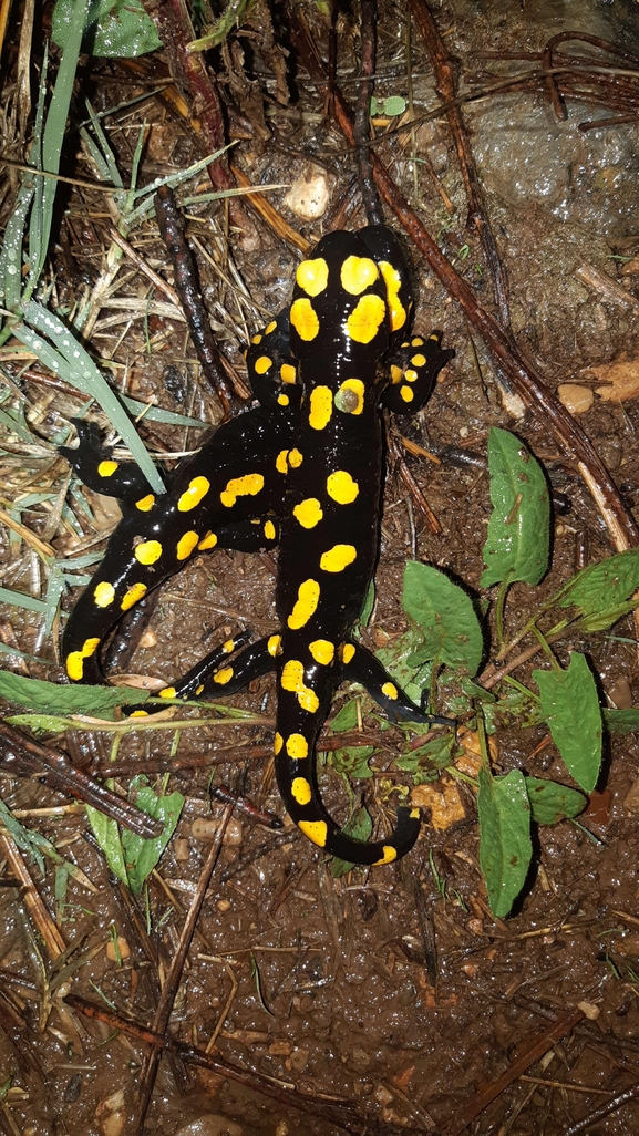 Salamandra infraimmaculata  photographed by רמדאן עיסא 