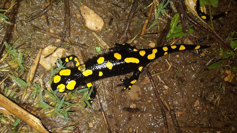 Salamandra infraimmaculata  photographed by רמדאן עיסא 