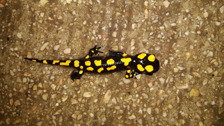 Salamandra infraimmaculata  photographed by רמדאן עיסא 