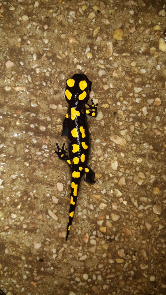 Salamandra infraimmaculata  photographed by רמדאן עיסא 