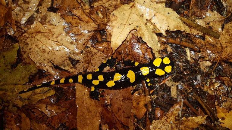 Salamandra infraimmaculata  photographed by רמדאן עיסא 