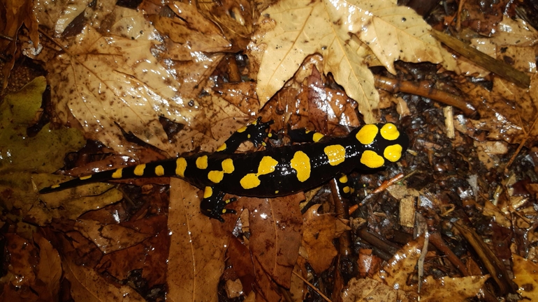 Salamandra infraimmaculata  photographed by רמדאן עיסא 