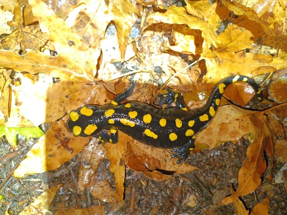 Salamandra infraimmaculata  photographed by רמדאן עיסא 