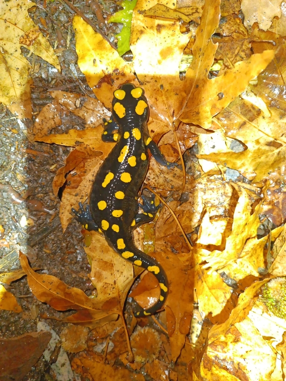 Salamandra infraimmaculata  photographed by רמדאן עיסא 