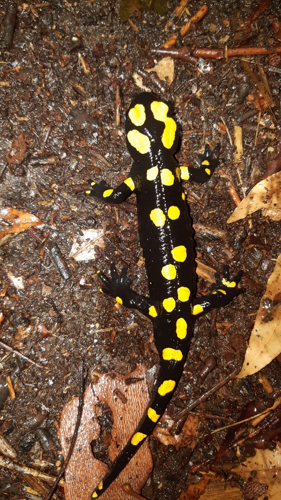 Salamandra infraimmaculata  photographed by רמדאן עיסא 