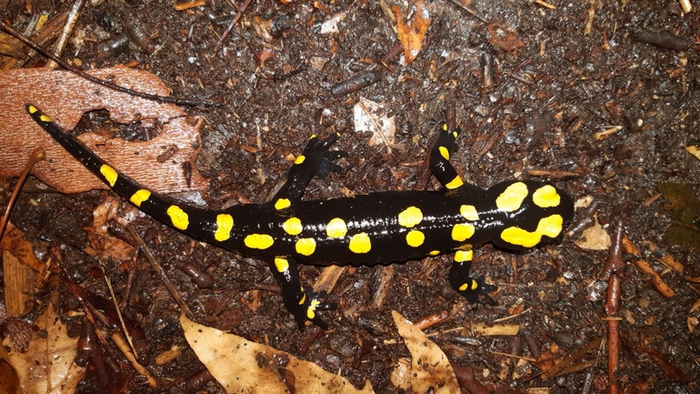 Salamandra infraimmaculata  photographed by רמדאן עיסא 