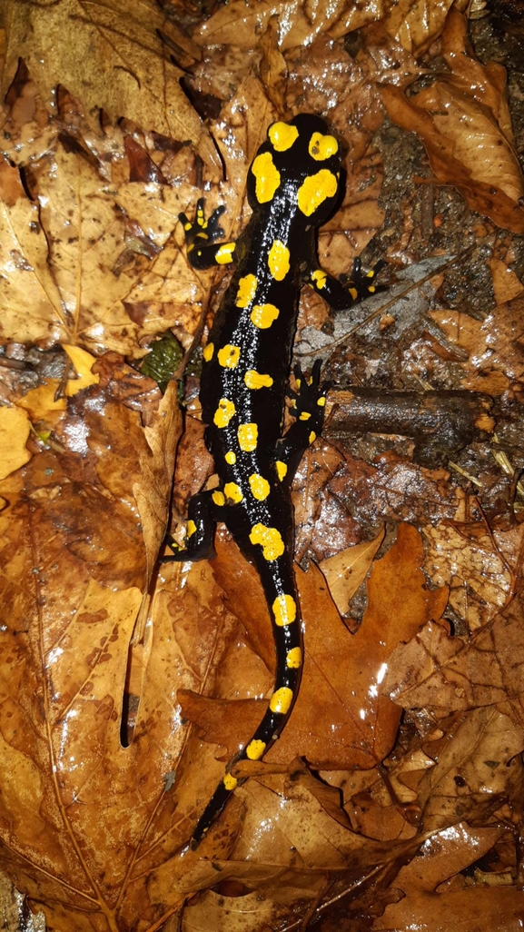 Salamandra infraimmaculata  photographed by רמדאן עיסא 