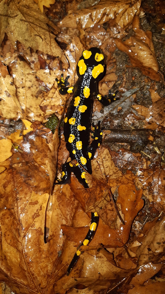 Salamandra infraimmaculata  photographed by רמדאן עיסא 