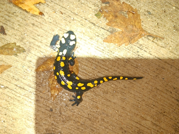 Salamandra infraimmaculata  photographed by רמדאן עיסא 