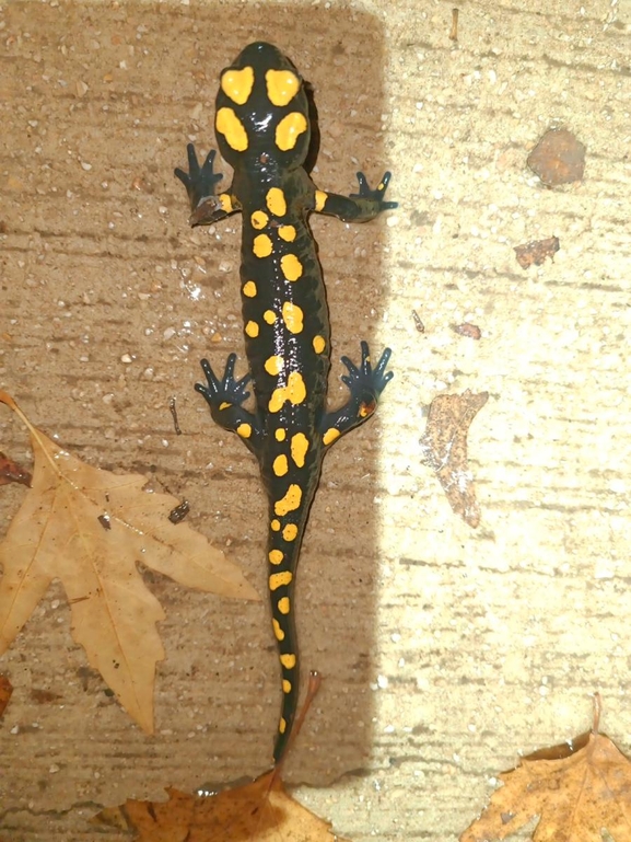 Salamandra infraimmaculata  photographed by רמדאן עיסא 