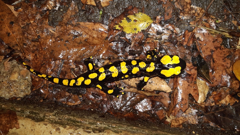 Salamandra infraimmaculata  photographed by רמדאן עיסא 