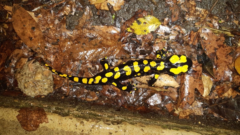 Salamandra infraimmaculata  photographed by רמדאן עיסא 