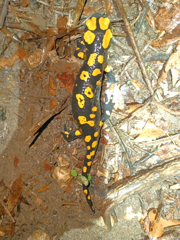 Salamandra infraimmaculata  photographed by רמדאן עיסא 