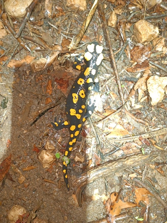 Salamandra infraimmaculata  photographed by רמדאן עיסא 