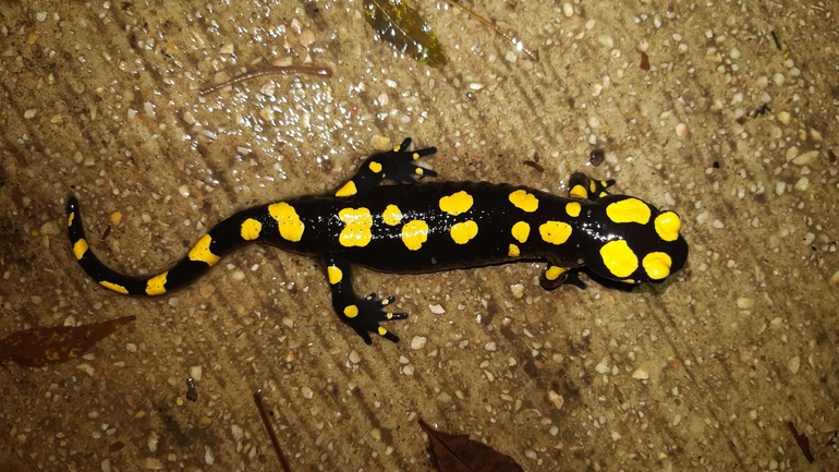 Salamandra infraimmaculata  photographed by רמדאן עיסא 