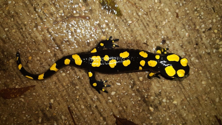 Salamandra infraimmaculata  photographed by רמדאן עיסא 